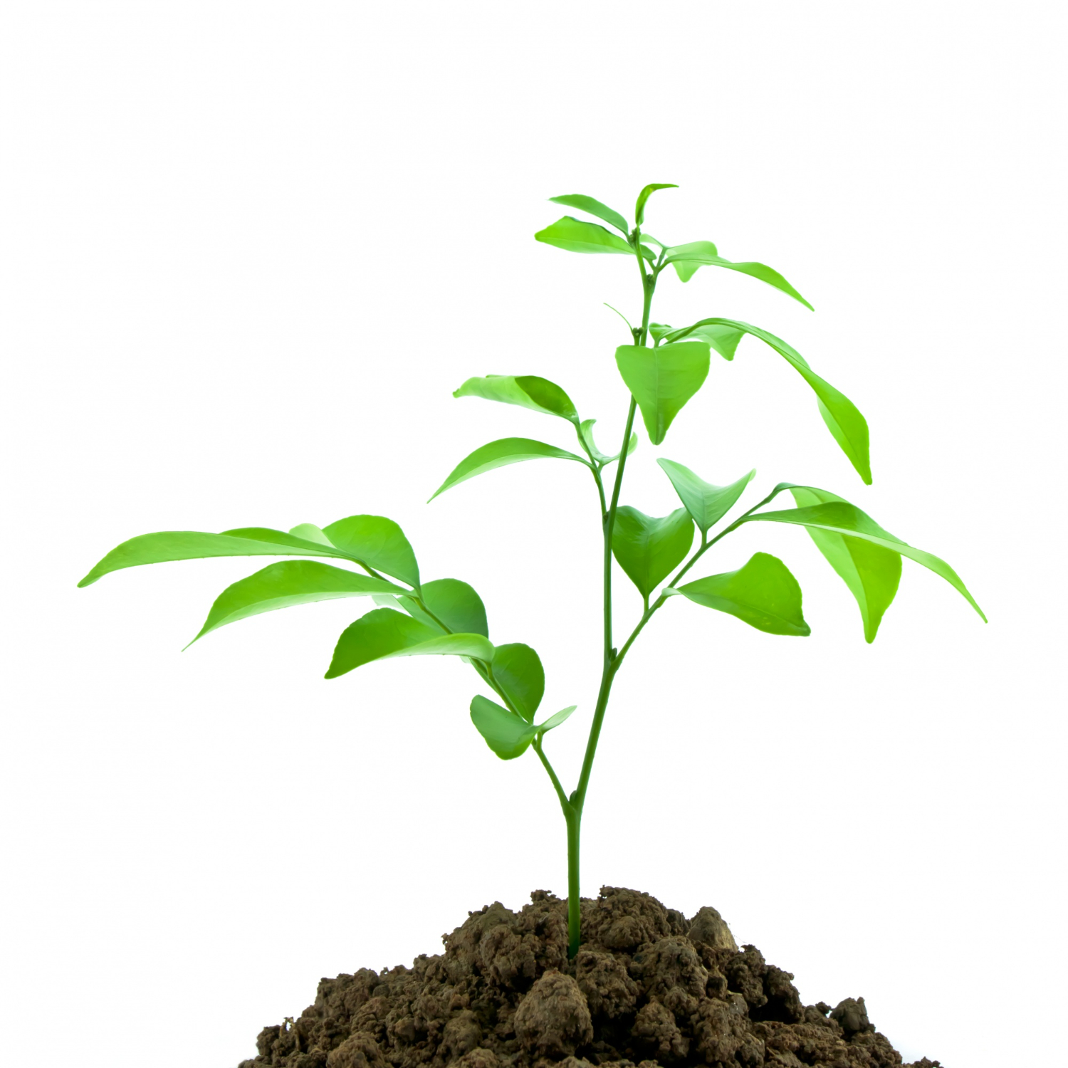 The Good Ground a Life that Yields a Global Harvest